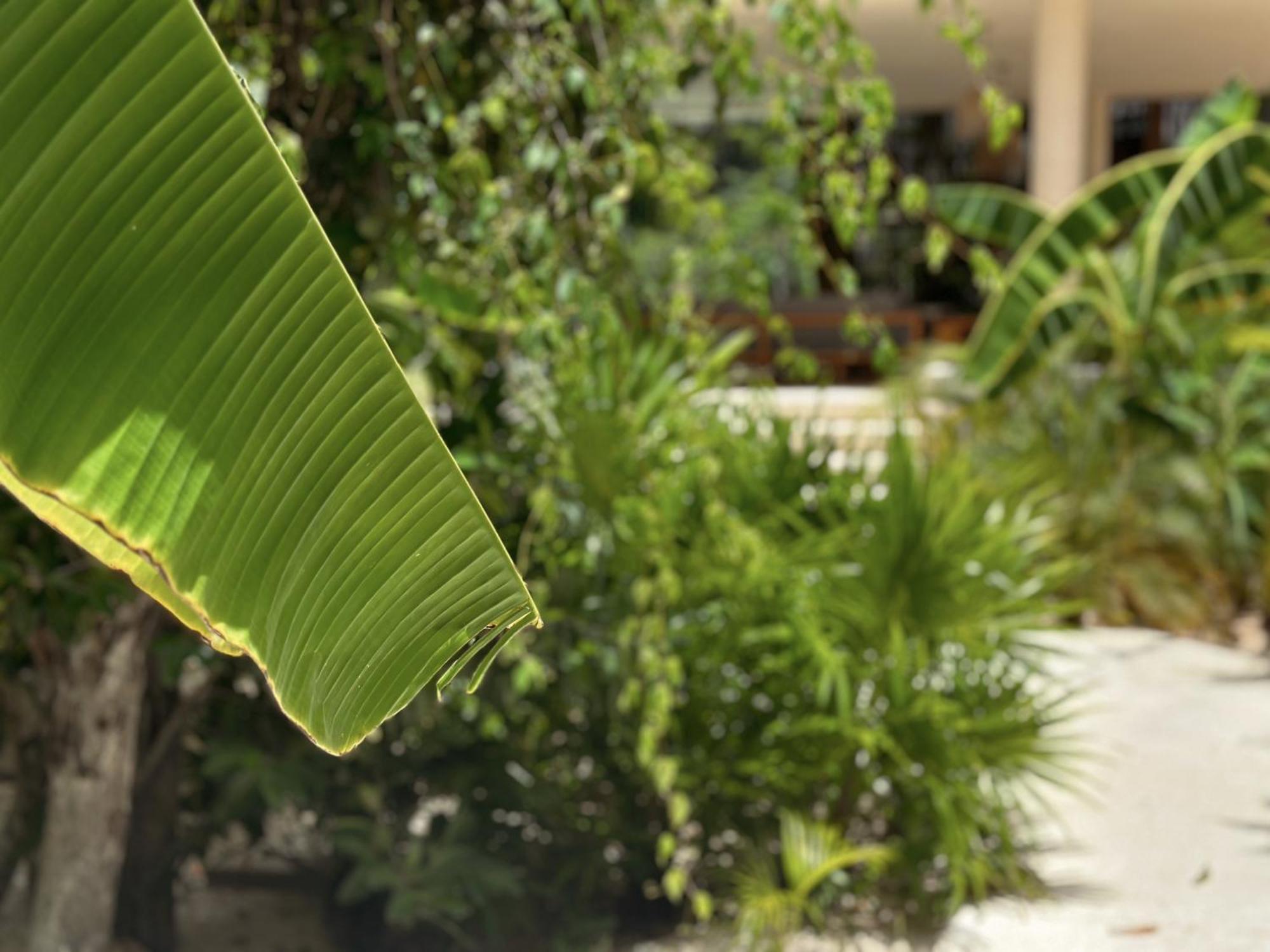 Ophelia Tulum Condo In Aldea Zama Екстериор снимка